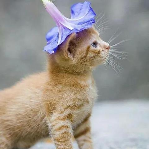 (喵神科技集团)探索喵神的迷宫游戏：揭秘神秘猫咪世界的奇幻冒险之旅