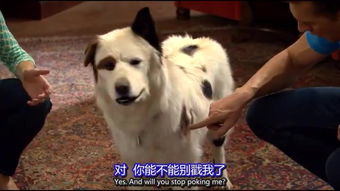 萌宠封神为何突然消失？揭秘萌宠封神突然消失背后的原因和内情